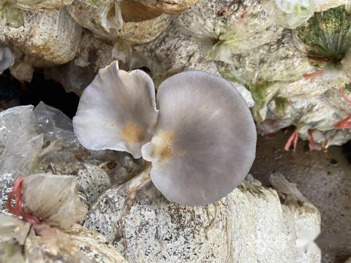 空房种植致富新闻_新闻致富种植空房怎么写_新闻致富种植空房子视频