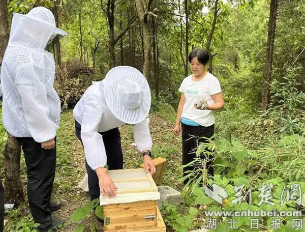 郧西县羊尾镇：蜜蜂养殖“蜜”出致富方