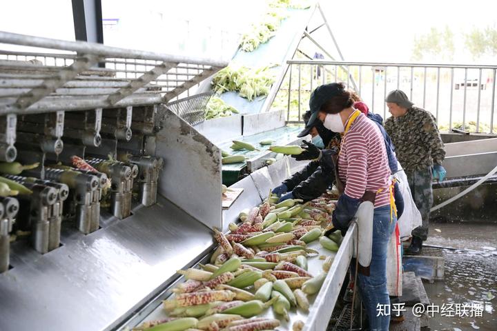 空房种植致富新闻_新闻致富种植空房怎么写_致富新闻网