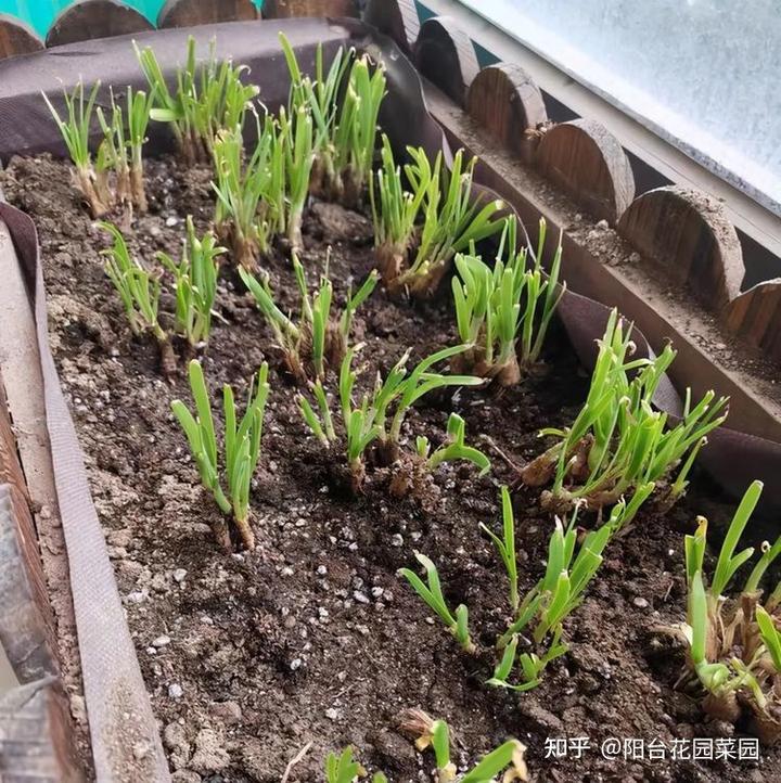 韭王种植技术_韭菜王怎么种_韭菜王种植技术视频