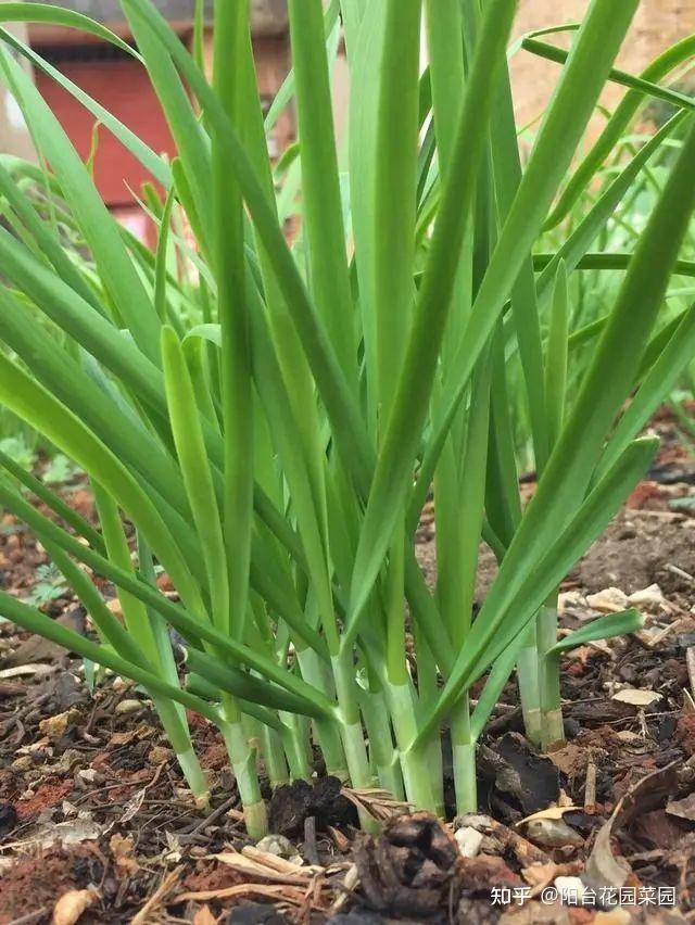 韭王种植技术_韭菜王怎么种_韭菜王种植技术视频