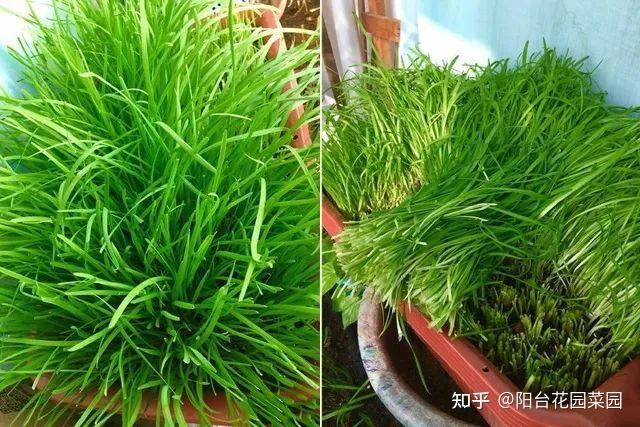 韭菜王怎么种_韭王种植技术_韭菜王种植技术视频