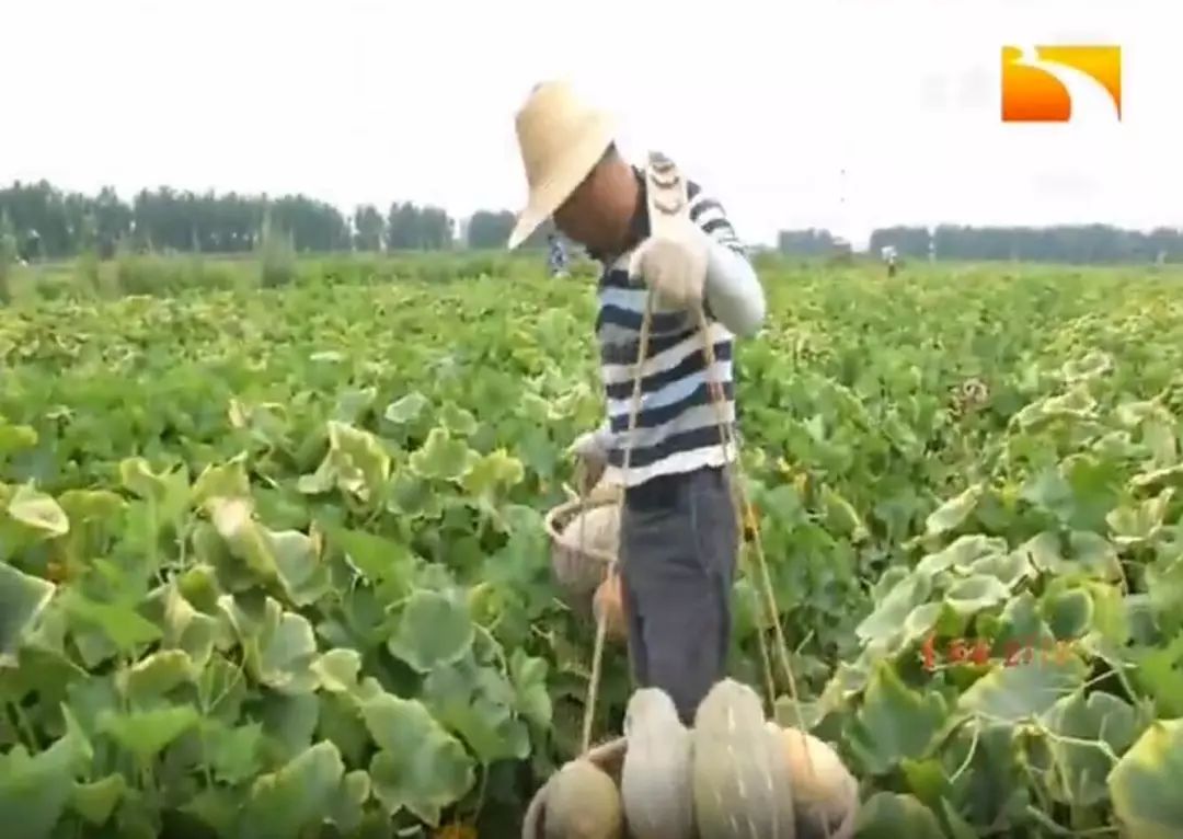 致富南瓜种植视频_南瓜种植致富_致富经南瓜种植视频