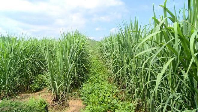 农业种植视频大全_农业种植新技术视频_农业种植视频教学视频网