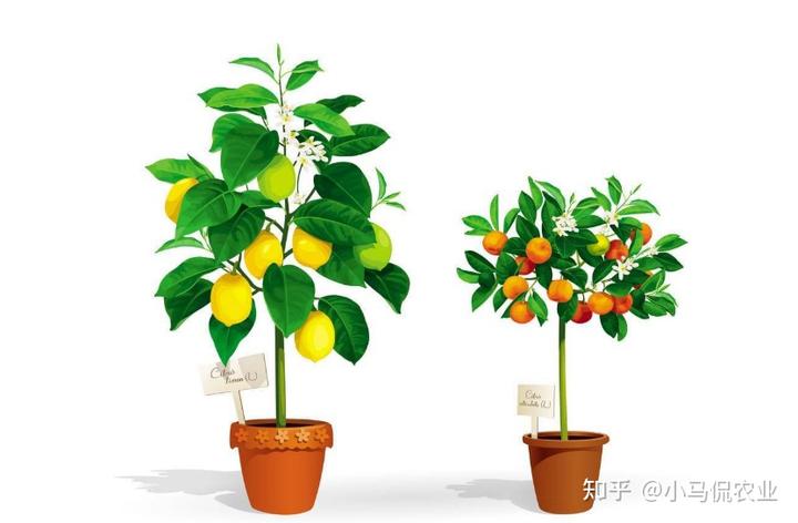 新闻致富种植空房子视频_新闻致富种植空房怎么写_空房种植致富新闻