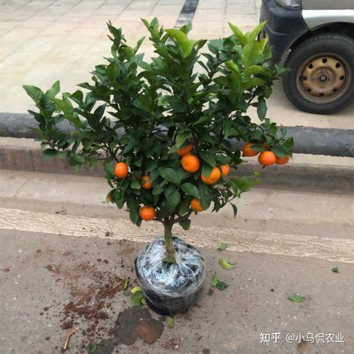 新闻致富种植空房子视频_新闻致富种植空房怎么写_空房种植致富新闻