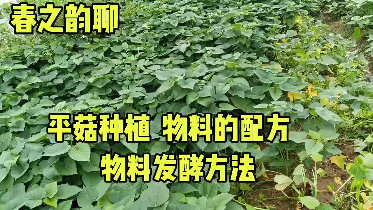 香菇种植新技术视频_香菇种植流程及技术_官店镇香菇种植技术