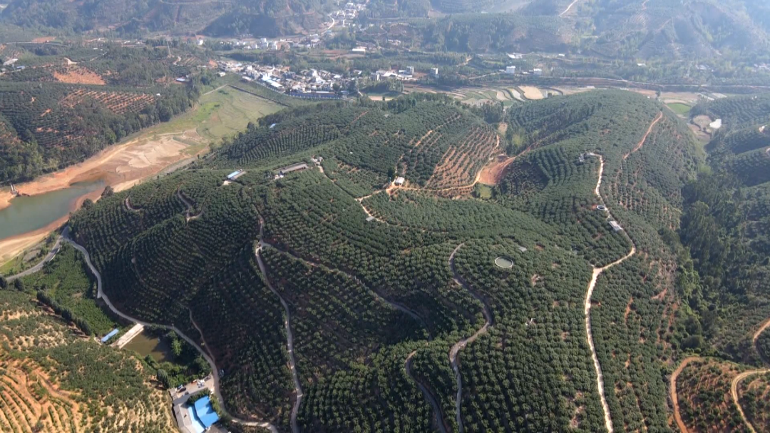 致富种植杨梅视频_致富经杨梅种植视频_杨梅致富种植