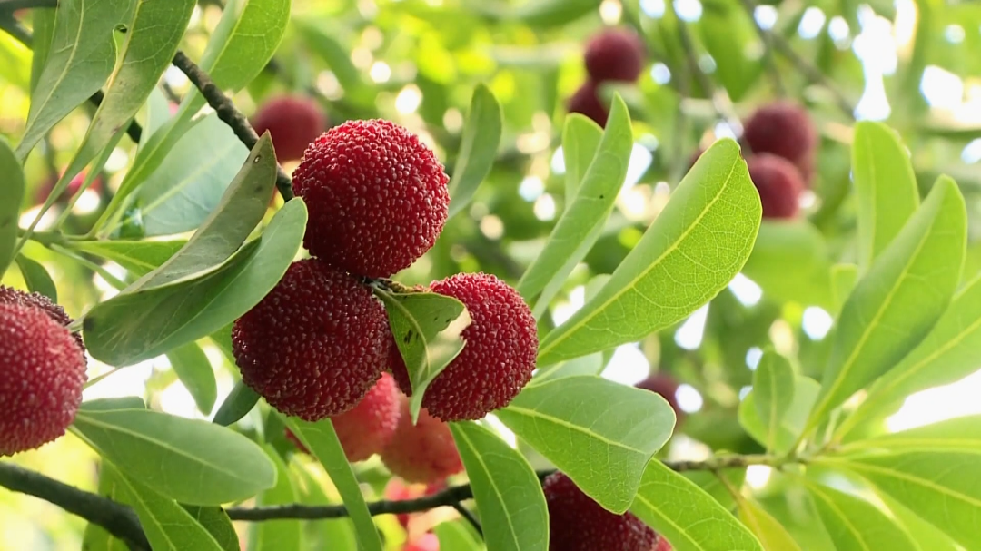 杨梅致富种植_致富种植杨梅视频_致富经杨梅种植视频