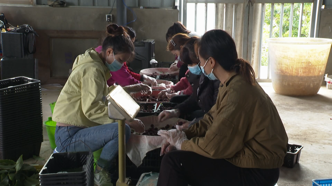 杨梅致富种植_致富种植杨梅视频_致富经杨梅种植视频