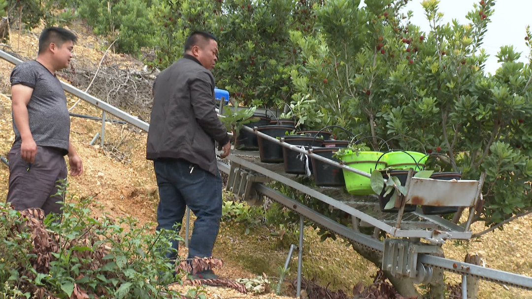 致富经杨梅种植视频_杨梅致富种植_致富种植杨梅视频