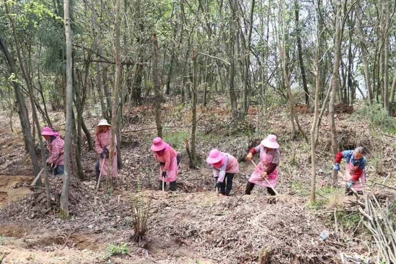 贵州七星关：林下天麻促增收 走出生态致富路