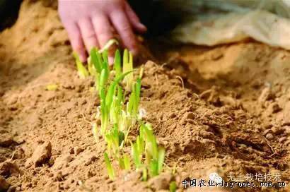 露地韭菜种植技术视频_韭菜露地种植时间_露地韭菜种植栽培技术视频