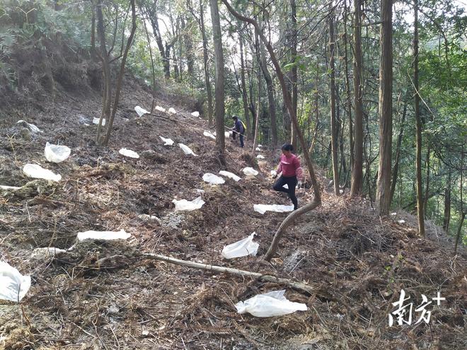 阳山杨梅：林下经济助力高质量发展，灵芝产业成开路先锋