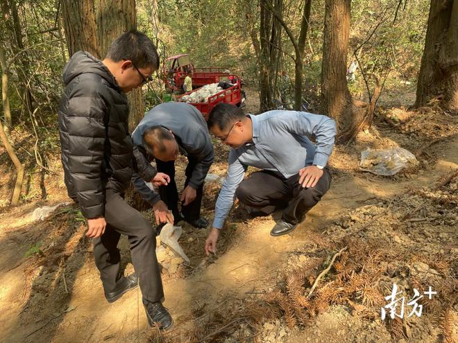 致富经杨梅种植视频_致富种植杨梅怎么样_杨梅致富种植