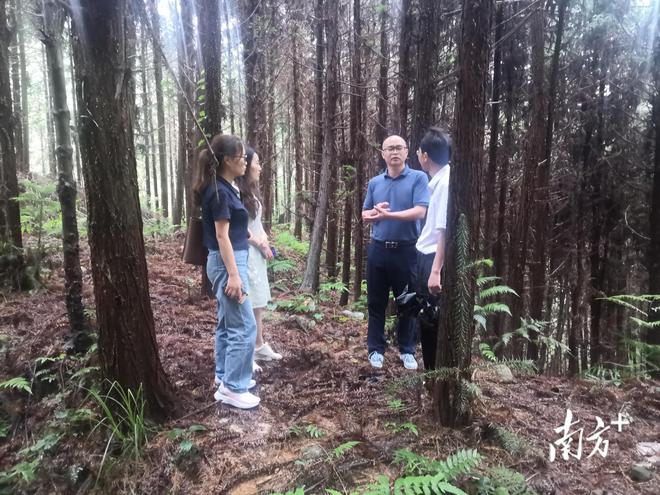 杨梅致富种植_致富经杨梅种植视频_致富种植杨梅怎么样