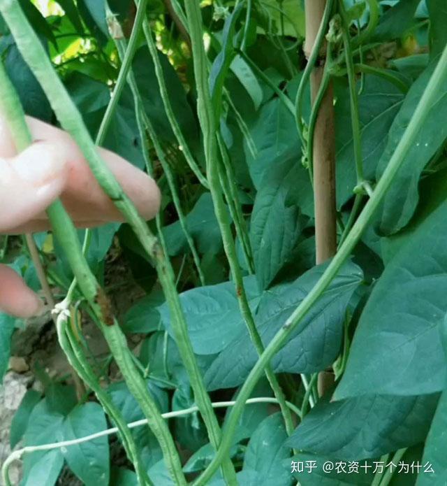 菜豆种植致富_菜豆种植技术_豆类蔬菜栽培技术