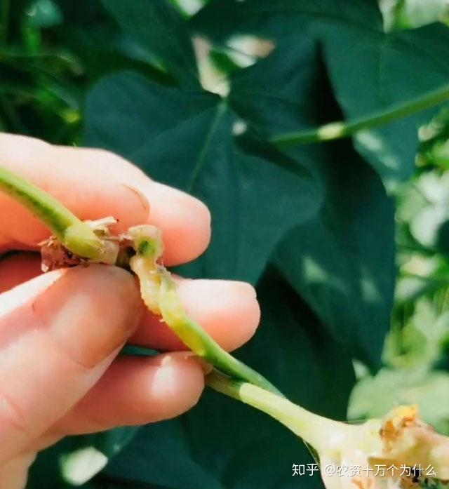 菜豆种植致富_菜豆种植技术_豆类蔬菜栽培技术