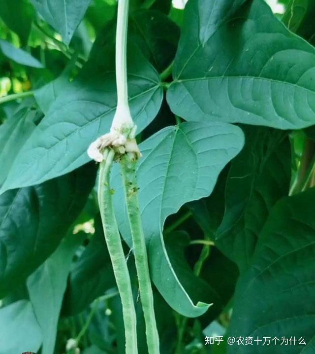 菜豆种植技术_豆类蔬菜栽培技术_菜豆种植致富