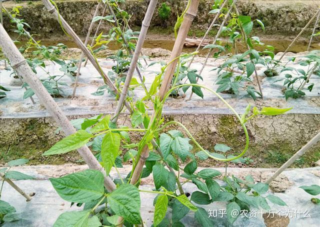 菜豆种植致富_豆类蔬菜栽培技术_菜豆种植技术