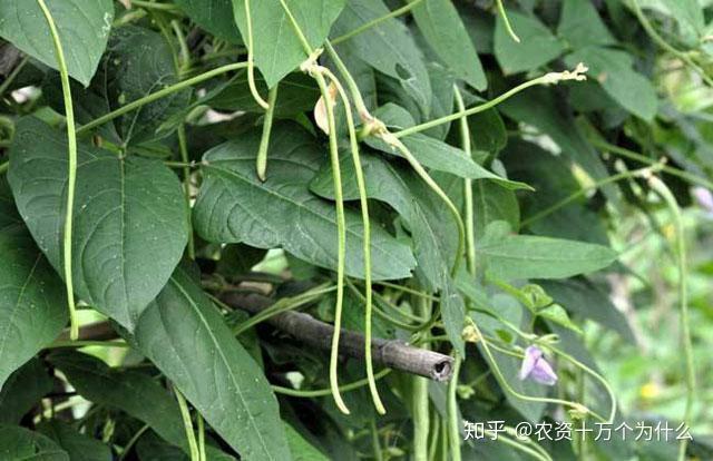 菜豆种植致富_菜豆种植技术_豆类蔬菜栽培技术