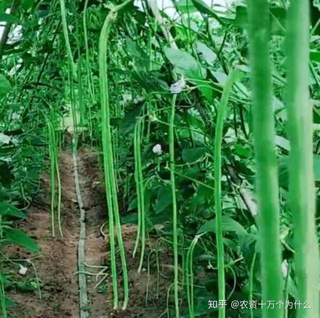 菜豆种植致富_菜豆种植技术_豆类蔬菜栽培技术