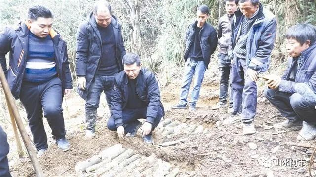 阿市乡：林下种植天麻 助农增收致富