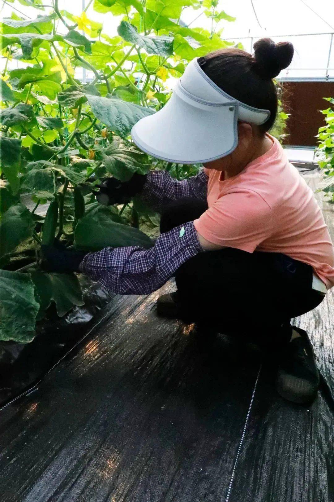 农业种植视频教学视频网_农业种植技术视频大全_农业种植新技术视频