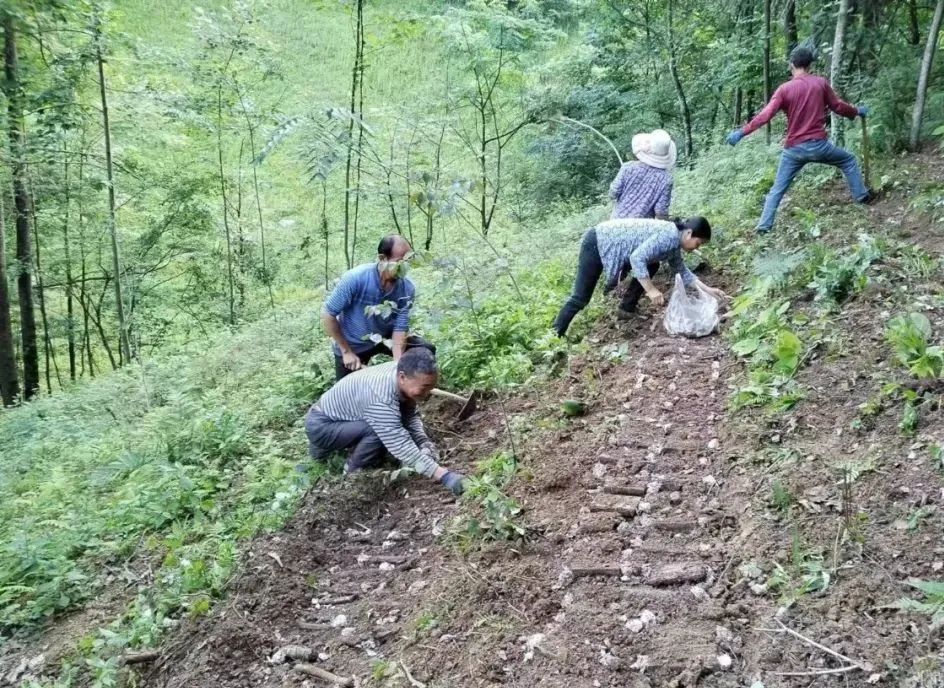 天麻林下种植实施方案_天麻林下种植技术_林下天麻种植致富