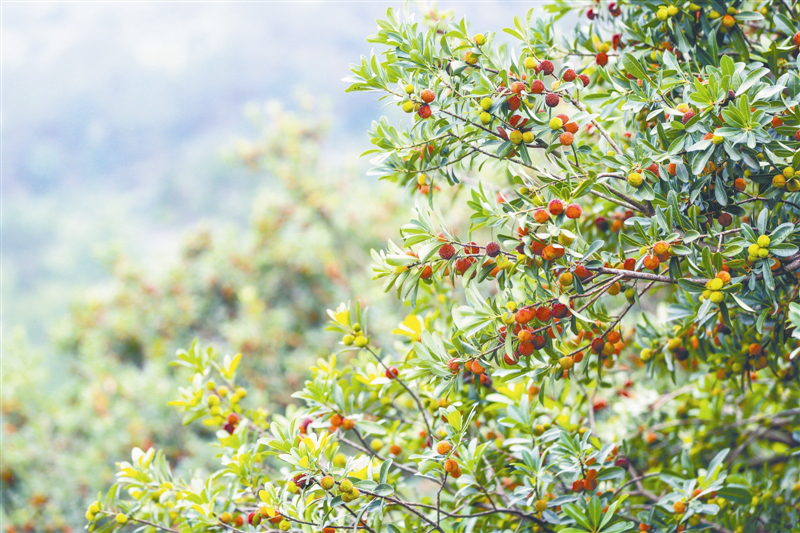 致富种植杨梅图片_杨梅致富种植_种植杨梅赚钱吗