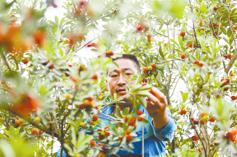 种植杨梅赚钱吗_杨梅致富种植_致富种植杨梅图片