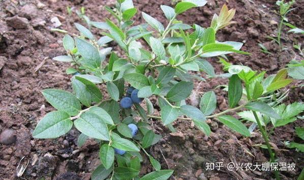 种植蓝北技术蓝莓的优势_蓝莓北方种植技术_北蓝蓝莓种植技术