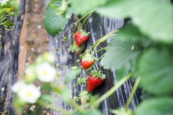 宜宾种植蔬菜致富_宜宾蔬菜基地_宜宾大棚蔬菜种植基地