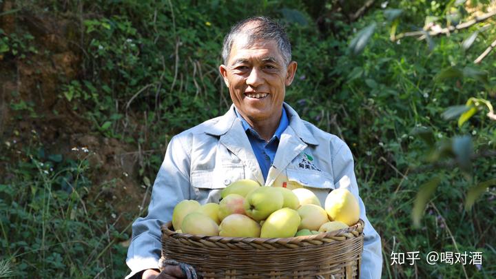 助力乡村振兴 ，云南施甸有木瓜  ——走进滇木瓜之乡，体验丰收之乐