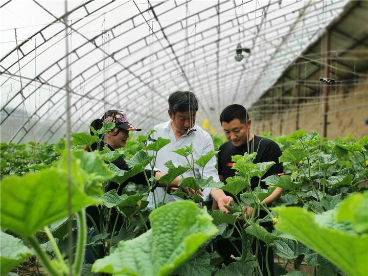 瓜类种植技术_致富瓜种植_瓜娄种植利润