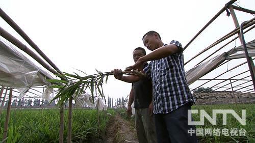 致富经锅炉种姜视频_锅炉姜种植技术_锅炉姜种植