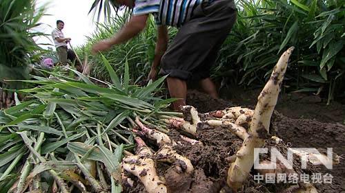 致富经锅炉种姜视频_锅炉姜种植_锅炉姜种植技术