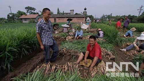 致富经锅炉种姜视频_锅炉姜种植技术_锅炉姜种植