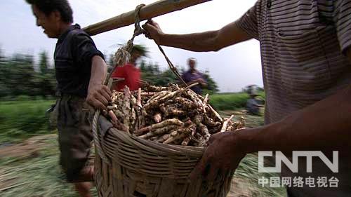 致富经锅炉种姜视频_锅炉姜种植技术_锅炉姜种植