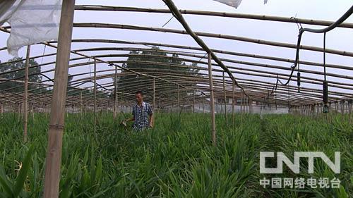 锅炉姜种植技术_锅炉姜种植_致富经锅炉种姜视频