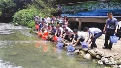 埃及胡子鲶的养殖技术_埃及胡子鱼一年能长多大_埃及胡子鲶做法