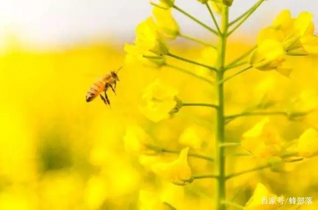 蜂的养殖教程视频_中蜂冬季养殖技术视频_冬季养蜂视频大全