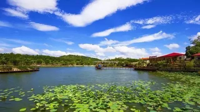 农广天地龙眼种植技术_农广天地龙眼种植技术视频_农广天地龙眼栽培技术