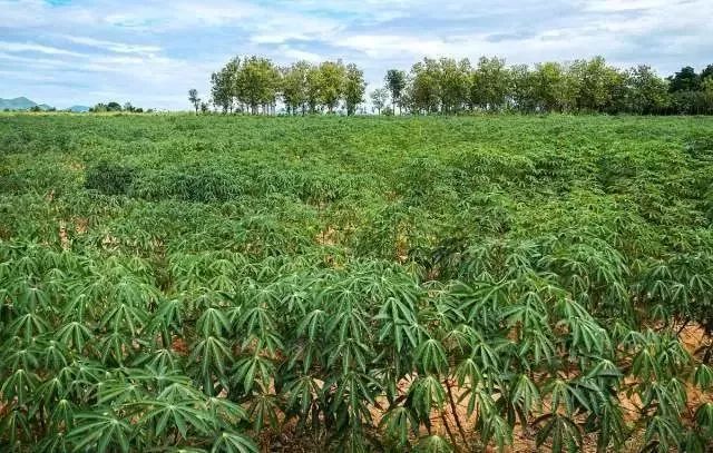 农广天地龙眼种植技术视频_农广天地龙眼种植技术_农广天地龙眼栽培技术