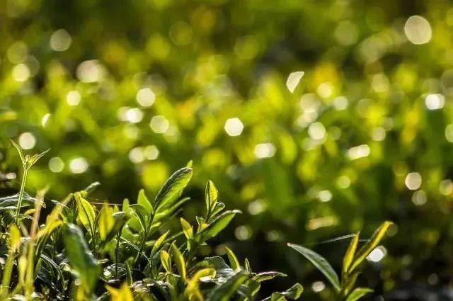 农广天地龙眼栽培技术_农广天地龙眼种植技术_农广天地龙眼种植技术视频