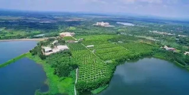 农广天地龙眼种植技术_农广天地龙眼栽培技术_农广天地龙眼种植技术视频