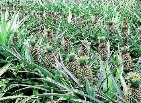 农广天地龙眼种植技术视频_农广天地龙眼种植技术_农广天地龙眼栽培技术