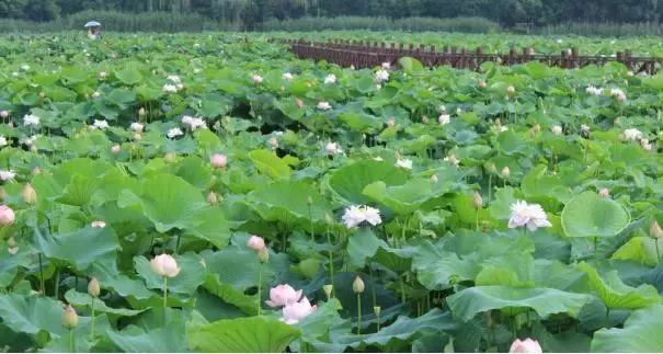 农广天地龙眼栽培技术_农广天地龙眼种植技术视频_农广天地龙眼种植技术