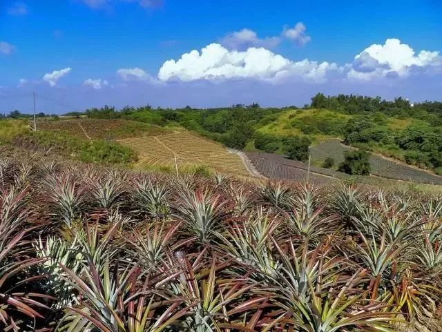 农广天地龙眼种植技术_农广天地龙眼种植技术视频_农广天地龙眼栽培技术