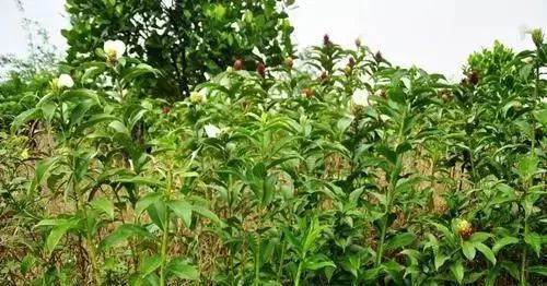 农广天地龙眼栽培技术_农广天地龙眼种植技术视频_农广天地龙眼种植技术